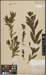 Foto von Salix purpurea L. x Salix viminalis L.